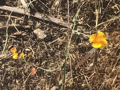 Eschscholzia californica