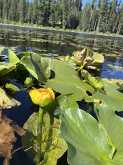 Nuphar