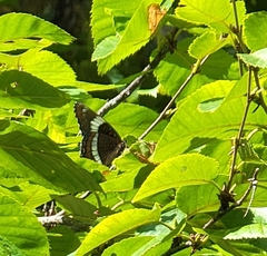 Limenitis arthemis arthemis