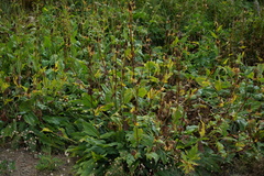 Rudbeckia californica