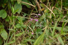 Desmodium paniculatum