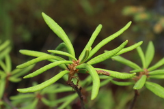 Rhododendron groenlandicum