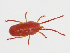 Callidosomatinae
