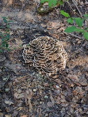Trametes versicolor