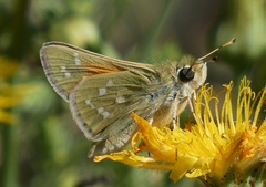 Hesperia assiniboia