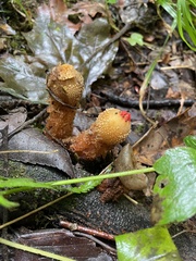 Calostoma ravenelii