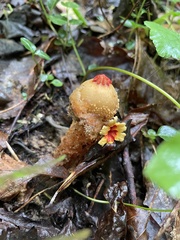 Calostoma ravenelii