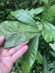 Quercus imbricaria