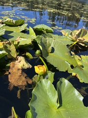 Nuphar