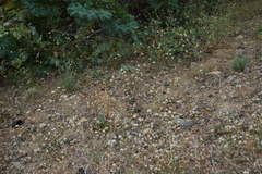 Eriogonum nudum