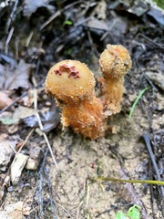Calostoma ravenelii