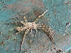 Dolomedes tenebrosus