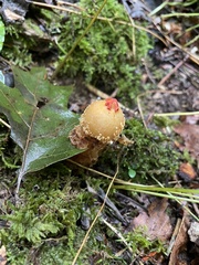 Calostoma ravenelii