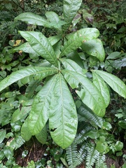 Quercus imbricaria