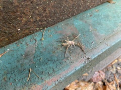 Dolomedes tenebrosus