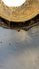 Steatoda nobilis