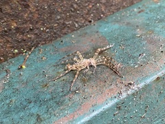 Dolomedes tenebrosus
