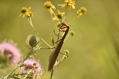 Tenodera sinensis