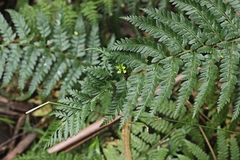 Polystichum proliferum