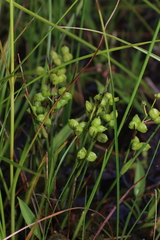 Scheuchzeria palustris