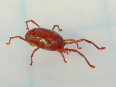 Erythraeidae