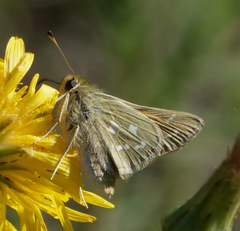 Hesperia assiniboia