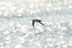 Sterna striata striata