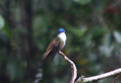 Saucerottia cyanocephala