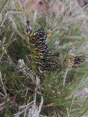 Grevillea hookeriana