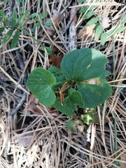 Viola uniflora