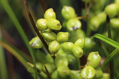 Scheuchzeria palustris