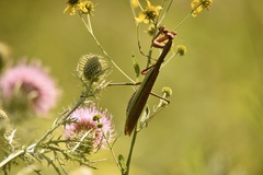 Tenodera sinensis