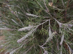 Grevillea hookeriana