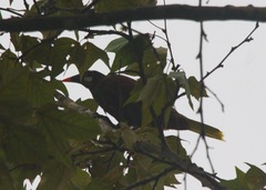 Psarocolius montezuma