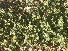 Tribulus terrestris