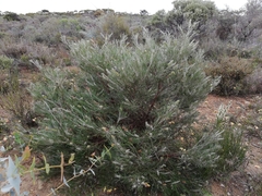 Grevillea hookeriana