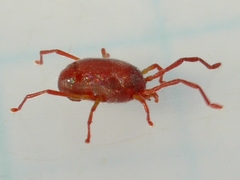 Erythraeidae