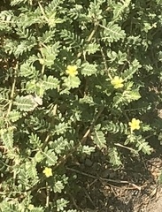 Tribulus terrestris