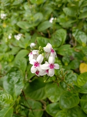 Pseuderanthemum maculatum