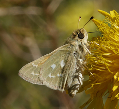 Hesperia assiniboia