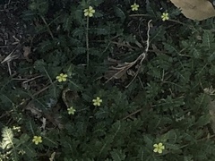 Tribulus terrestris