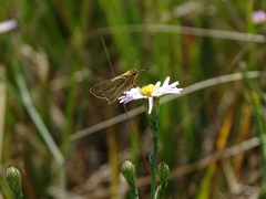 Panoquina panoquin