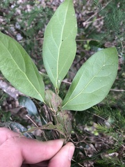 Cryptocarya