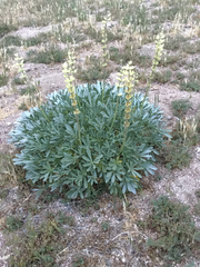 Lupinus peirsonii