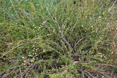 Eriogonum nudum