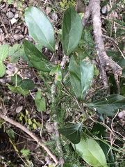 Cryptocarya