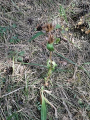 Gentiana macrophylla