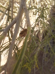 Rhopalomyia utahensis