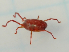 Erythraeidae