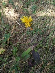 Crepis sibirica